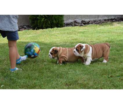 AKC Reg. English Bulldog Puppies Available is a Bulldog Puppy For Sale in Lakewood CA