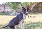 Adopt Smokey a American Pit Bull Terrier / Affenpinscher / Mixed dog in