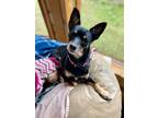 Adopt Bruno a Black - with Tan, Yellow or Fawn Miniature Pinscher / Mixed Breed