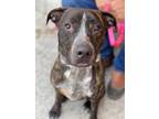 Adopt Louie a Brown/Chocolate - with White Staffordshire Bull Terrier / Mixed