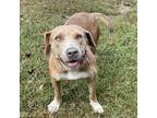 Adopt Ruby a Tan/Yellow/Fawn Beagle / Labrador Retriever / Mixed dog in