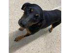 Adopt Kloee a Black Hound (Unknown Type) / Mixed dog in Lucedale, MS (32998591)