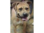 Adopt Chubbs a Tan/Yellow/Fawn Shar Pei dog in Castle Rock, CO (32991303)