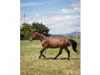 Adopt Carrie Grant a Warmblood / Mixed horse in Napa, CA (32991725)