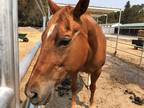 Adopt Bonnie a Quarterhorse / Mixed horse in Napa, CA (32991724)