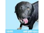 Adopt Jabber a Black Labrador Retriever / Flat-Coated Retriever / Mixed dog in