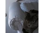 Adopt Spoony a Gray or Blue Russian Blue / Mixed cat in Hemet, CA (32986336)