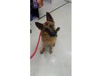 Adopt Rescue Only (GSD) a Black - with Brown, Red, Golden