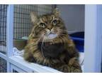 Adopt Cleopatra-Diabetic a Domestic Long Hair, Maine Coon