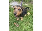 Vince Yorkie, Yorkshire Terrier Young Male