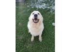 Beau Great Pyrenees Adult Male