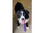 Kylo Border Collie Young Male