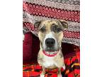 Adopt Nova a Great Dane, Pit Bull Terrier