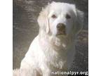 Adopt Tesse in CT - Sweet & Eager to Please! a Great Pyrenees