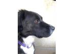 Adopt Sidney a Mountain Cur