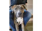 Adopt Henry a Brindle - with White Plott Hound / American Staffordshire Terrier