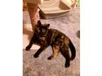 Adopt Mary a Black (Mostly) Domestic Shorthair / Mixed cat in Glendive