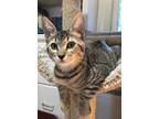 Adopt Runyon a Brown Tabby Domestic Shorthair / Mixed (short coat) cat in