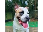 Adopt DOE-GIE a White - with Black Boxer / Australian Cattle Dog / Mixed dog in
