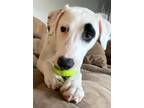Adopt Petey SouthernCharm *LOCAL* a White - with Black Jack Russell Terrier /
