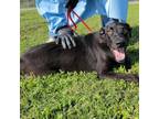 Adopt Strawberry a Great Dane, Black Labrador Retriever