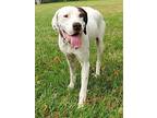 Theo English Pointer Adult Male