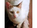 Adopt Laverne a White Domestic Shorthair / Mixed cat in Zimmerman, MN (33020659)