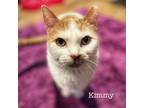 Adopt Kimmy a White Domestic Shorthair / Mixed cat in Zimmerman, MN (33020657)