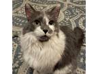 Adopt Vinny a Gray or Blue Domestic Longhair / Mixed cat in Zimmerman