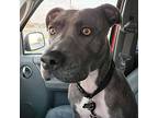 Rina, American Staffordshire Terrier For Adoption In Wichita, Kansas