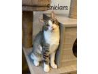 Adopt Snickers & Milkyway a Domestic Short Hair