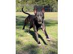 Adopt Rhino a Black American Staffordshire Terrier / Mixed dog in Palm Coast