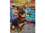 Adopt Benny a German Shepherd Dog / Miniature Pinscher / Mixed dog in