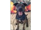 Adopt Buddy a Plott Hound / American Staffordshire Terrier dog in DIVIDE