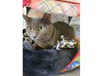 Adopt Asha a Gray or Blue Domestic Shorthair / Mixed cat in Anoka, MN (33025996)