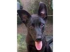 Adopt Raphaello a Black Labrador Retriever / Dutch Shepherd / Mixed dog in El