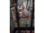Adopt Ginger A White Cockatoo Bird In Concord, CA (33026096)