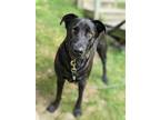 Adopt Empire a Black Labrador Retriever / Mixed dog in Kitchener, ON (33023945)