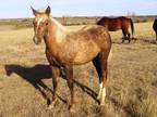 Smutty Palomino 2021 Filly Cowhorse Breeding
