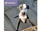Adopt WINSTON a Labrador Retriever
