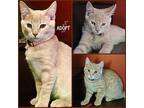 Orange & Peaches Domestic Shorthair Kitten Male