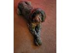 Hope Labradoodle Young Female