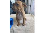 Peppermint Patty Staffordshire Bull Terrier Puppy Female
