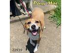 Daisy Mae Beagle Adult Female