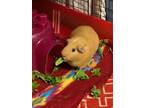 Adopt Dax and Davie a Guinea Pig, Short-Haired