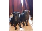 Adopt Onyie and Jesse a Labrador Retriever, Pit Bull Terrier