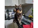 Adopt Peppa a Domestic Shorthair / Mixed (short coat) cat in Newnan