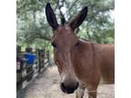 Adopt Clementine a Donkey/Mule/Burro/Hinny / Mixed horse in FREEPORT