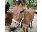 Adopt Cinch a Donkey/Mule/Burro/Hinny / Mixed horse in FREEPORT, FL (33035431)