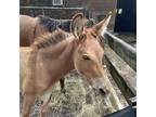 Adopt Lemontine a Donkey/Mule/Burro/Hinny / Mixed horse in FREEPORT